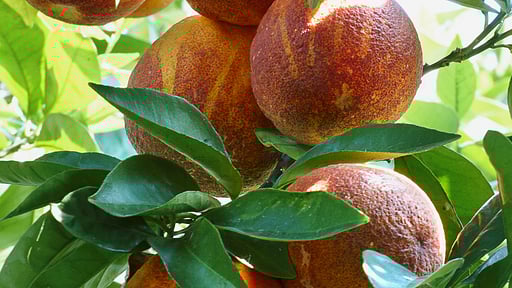 Villa Elixir Sicily Others 