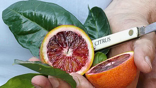 Villa Elixir Sicily Others 