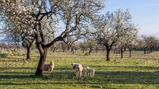 Villa Es Povet Others