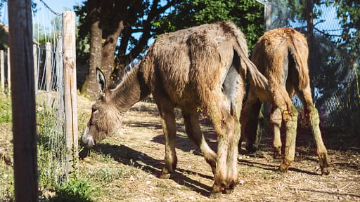 Villa Fattori Andere 