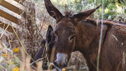 Villa Fattori Andere 