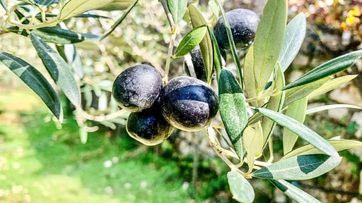 Villa Felanitx Garden