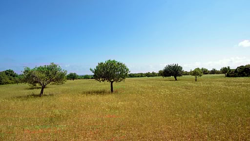 Finca Sa Pletassa Surroundings