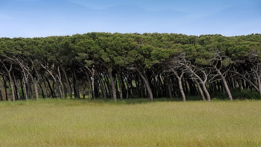 Villa Fontanili Ginepro Surroundings