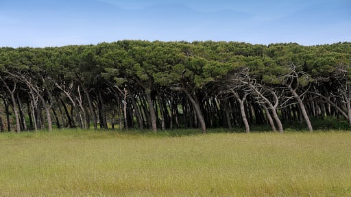Villa Fontanili Leccio Surroundings