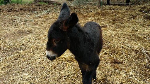 Villa Giardino Tropicale Autres