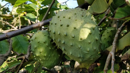 Villa Giardino Tropicale Autres
