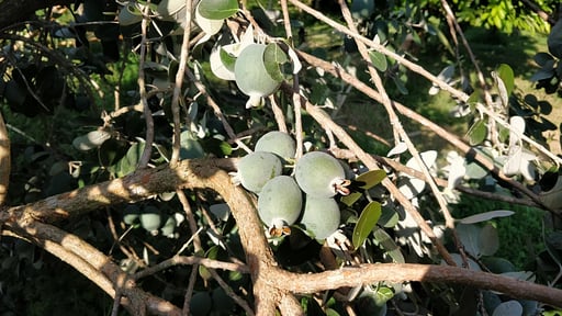 Villa Giardino Tropicale Autres