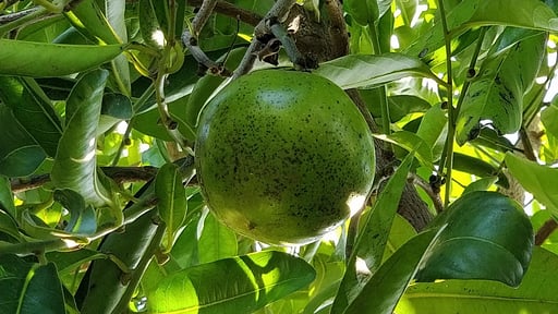 Villa Giardino Tropicale Autres