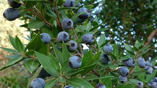 Villa Giardino Tropicale Autres