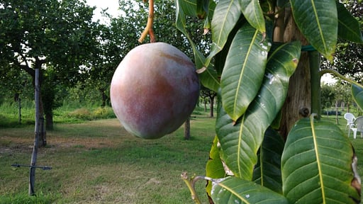 Villa Giardino Tropicale Autres