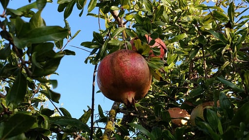 Villa Giardino Tropicale Autres