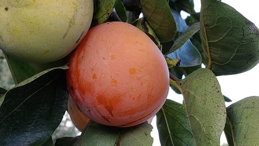 Villa Giardino Tropicale Autres