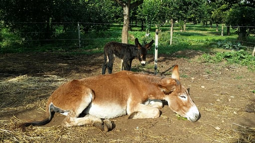 Villa Giardino Others