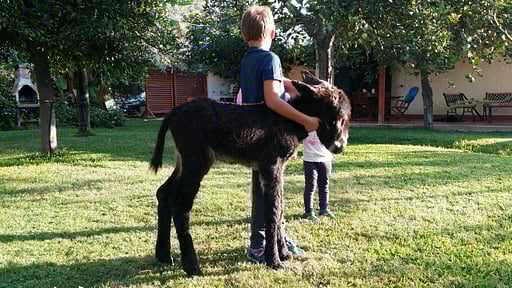 Villa Giardino Others