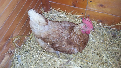 Villa Giardino Others