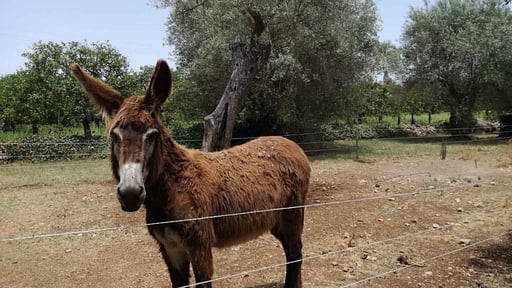 Villa Giardino Others