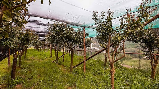 Villa Gioconda Others