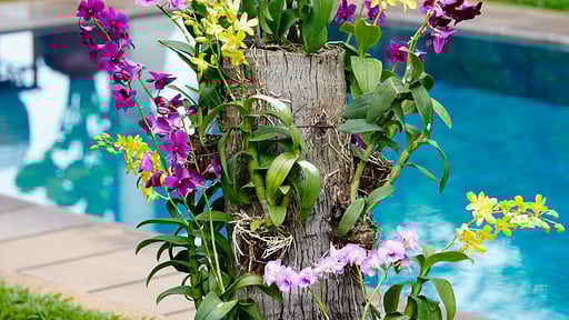 Villa Hibiscus Autres