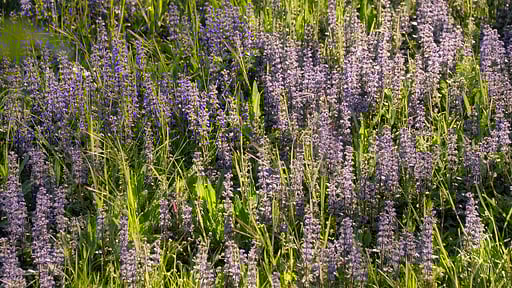 Villa Il Mulino Garden