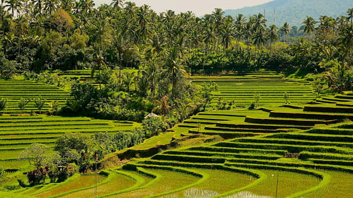 Villa Kundalini Ayu Surroundings