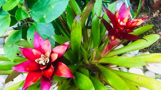 Villa Mai Mee Pan Ha Garden