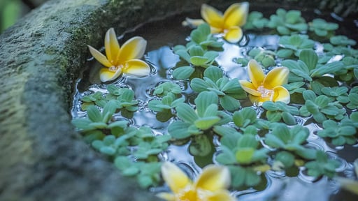 Villa Mara Canggu Others