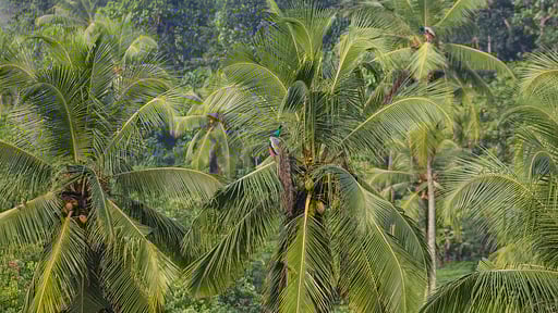 Villa Mayurana Прочее