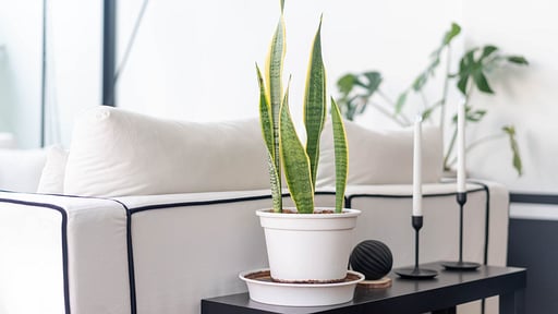 Villa Mono Living room
