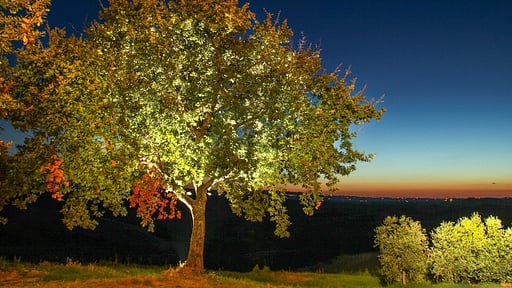 Villa Monte Nero Others