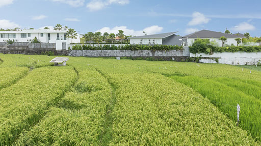 Villa NVL Canggu Surroundings