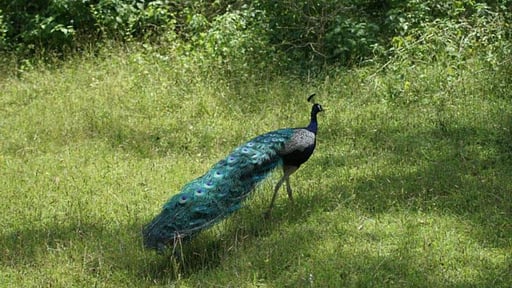 Villa Peacock Point Окрестности