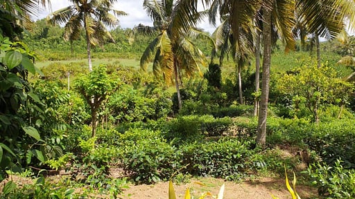 Villa Peacock Point Окрестности