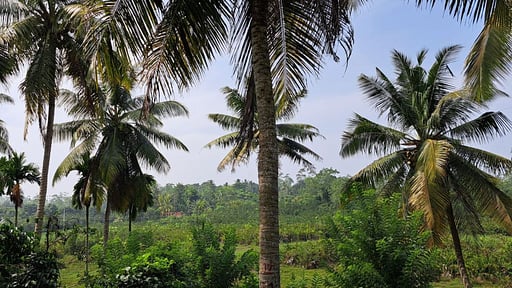 Villa Peacock Point Окрестности