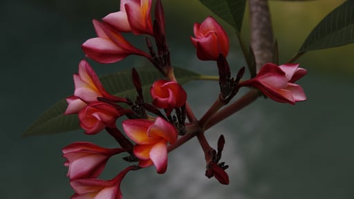 Villa Pilana Swimming pool