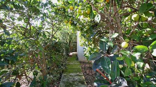 Villa Rose Camee Others