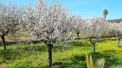 Villa Sa Vinyeta Прочее