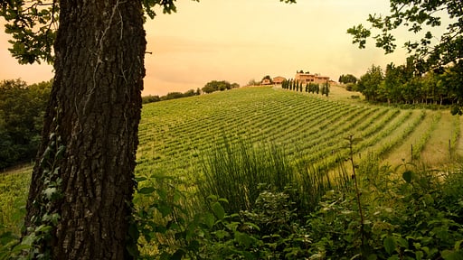 Villa Sant’ Antonio Others