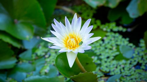 Villa Sila Varee Others