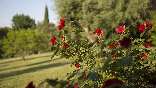 Villa Sinfonia Others