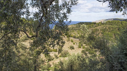 Villa S'Olivaret Surroundings