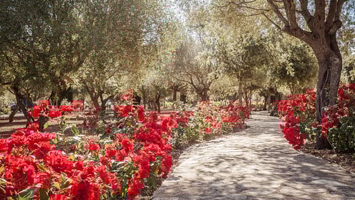 Villa Son Doblons Jardín