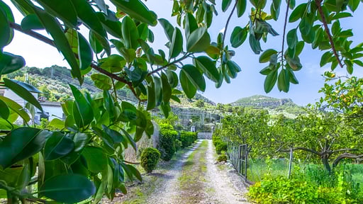 Villa Son Frontera Garden