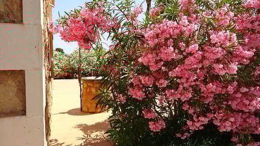 Villa Son Mas Others