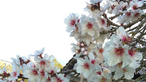 Villa Son Perxa Otros