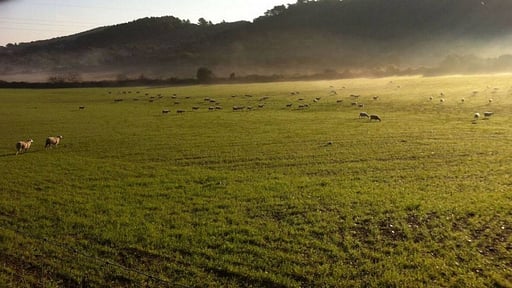 Villa Son Tord Others