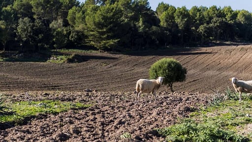 Villa Son Tord Others