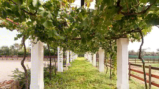 Villa Tenuta Aphrodite Others