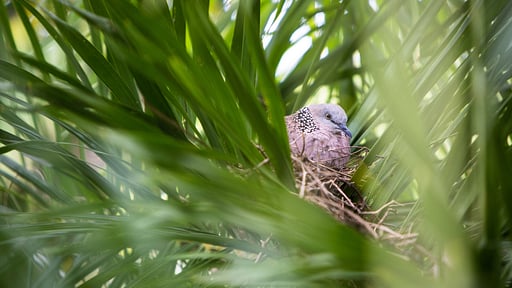 Villa Tree House Otros