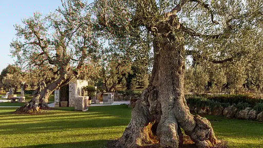 Villa Verdemare Garden